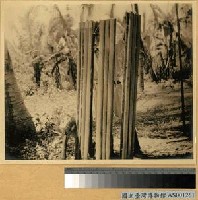 藏品(椰子葉柄拼合成的牆壁材料)的圖片